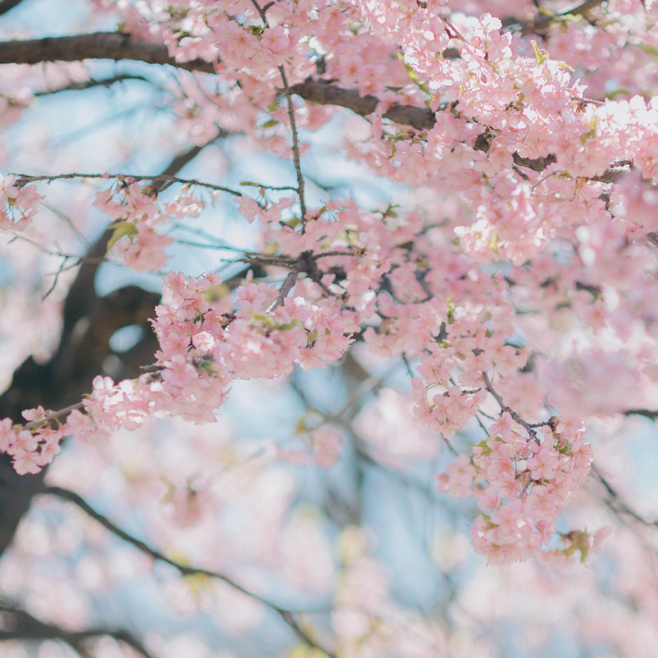 Fork S - Sakura