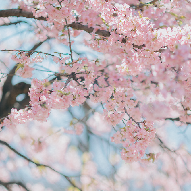 Ohashi - Sakura